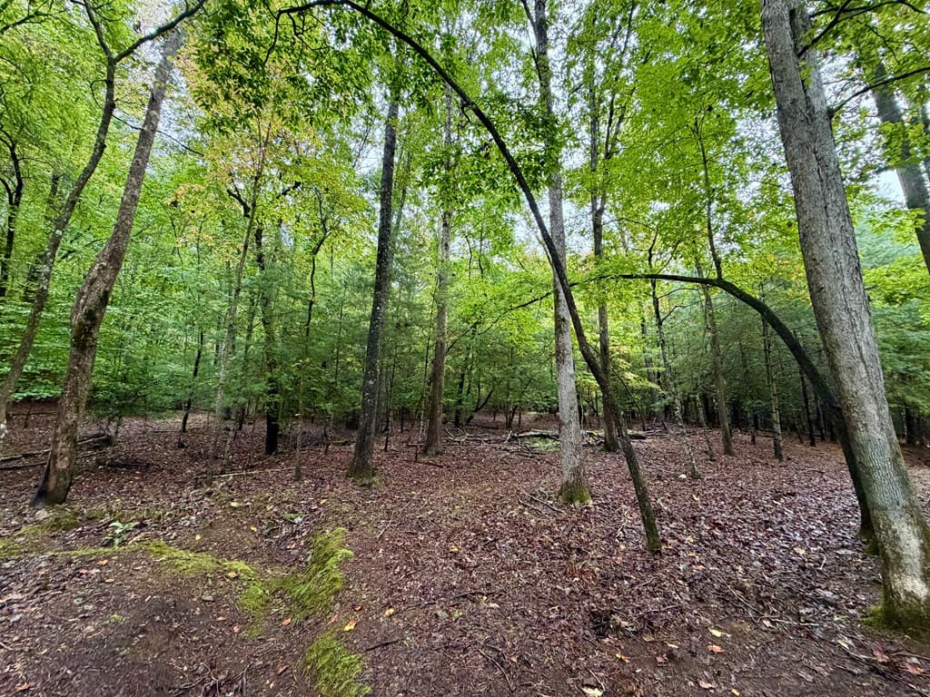 Lot 5 Ludlum Lane, Hayesville NC 28904 - Photo