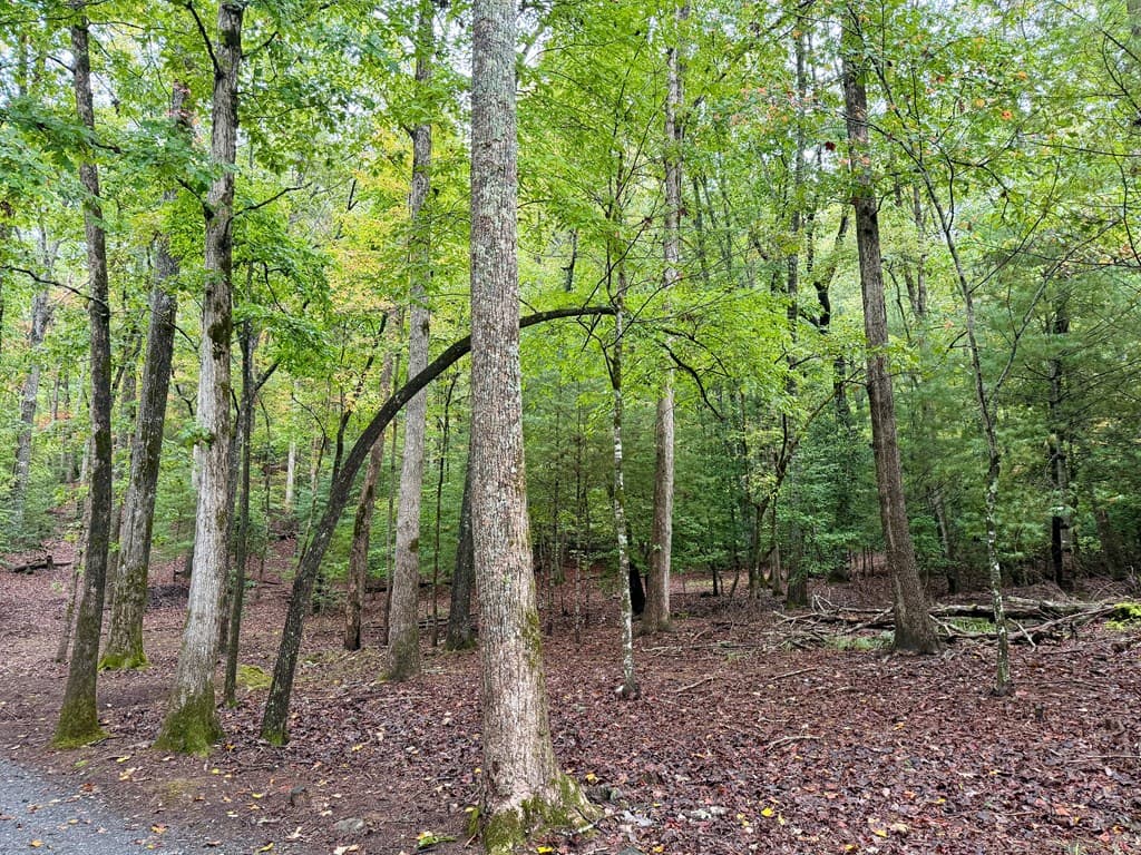 Lot 5 Ludlum Lane, Hayesville NC 28904 - Photo