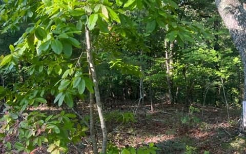 LT 32 Buck Creek Road, Ellijay GA 30540 - Photo