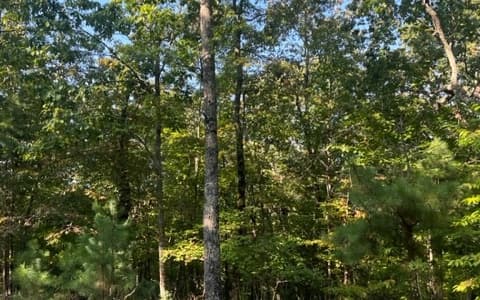 LT 32 Buck Creek Road, Ellijay GA 30540 - Photo