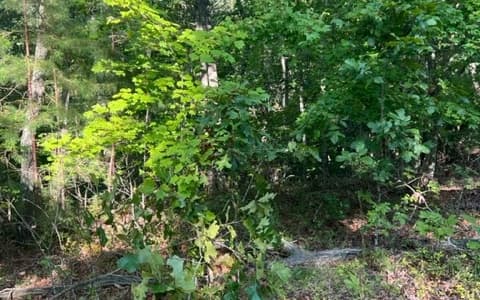 LT 32 Buck Creek Road, Ellijay GA 30540 - Photo