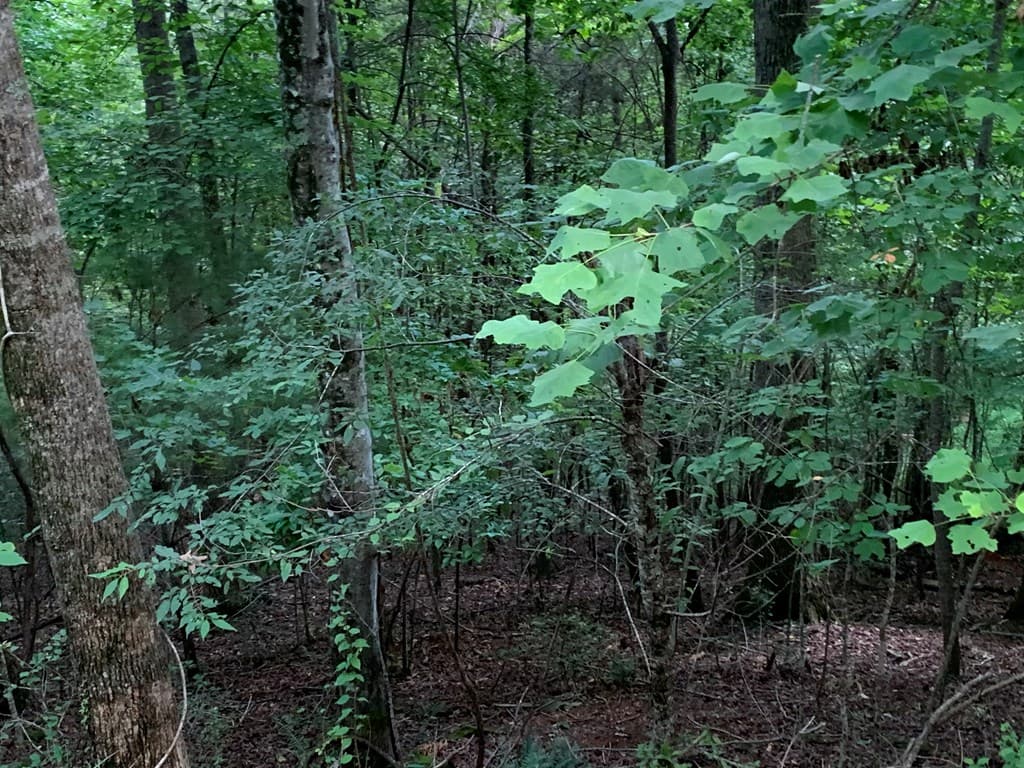 Lot 21 Tahlequah Ridge, Hayesville NC 28904 - Photo