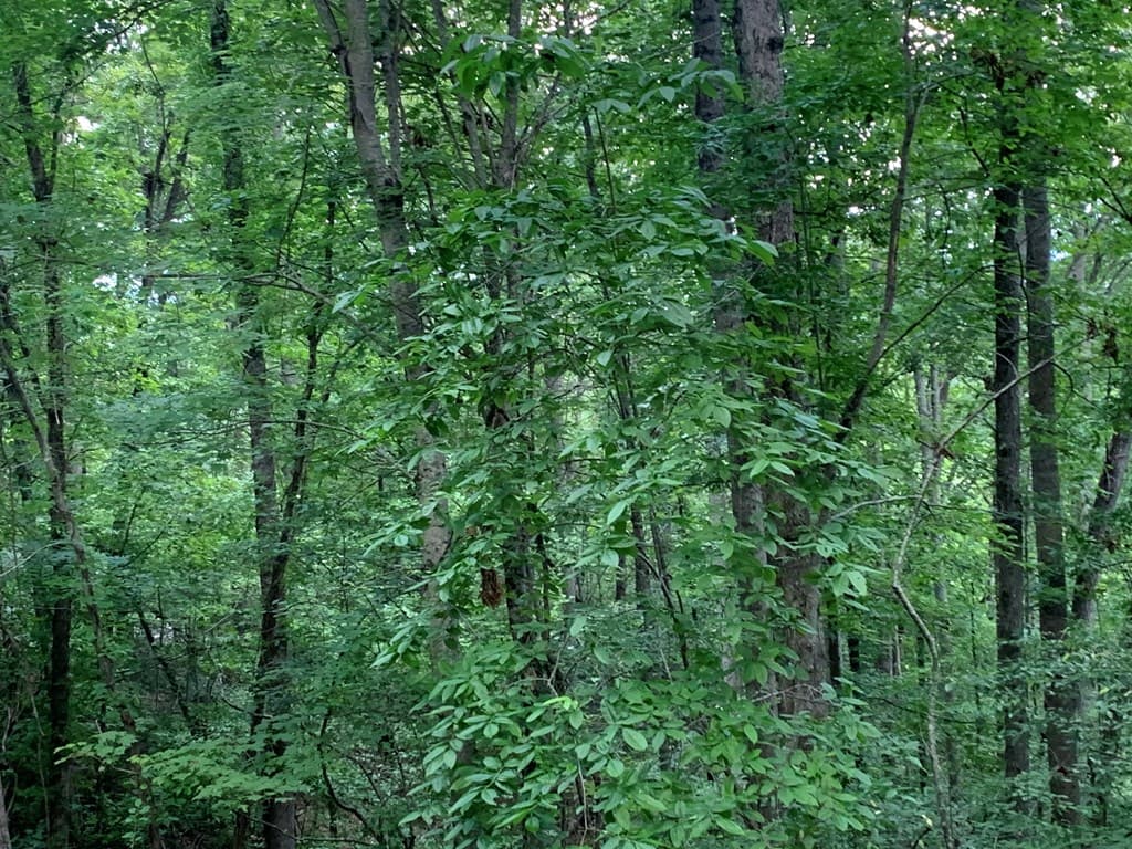 Lot 21 Tahlequah Ridge, Hayesville NC 28904 - Photo