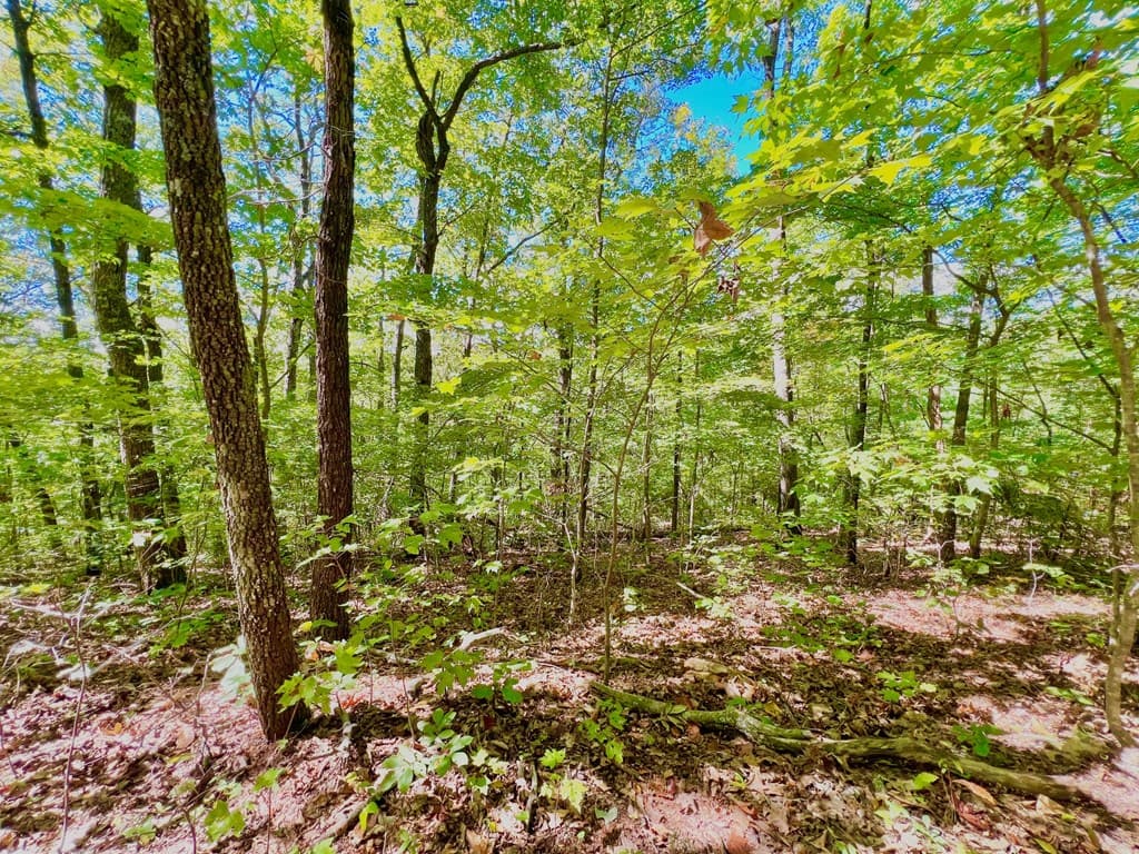 00 Double Knob Road, Ellijay GA 30540 - Photo