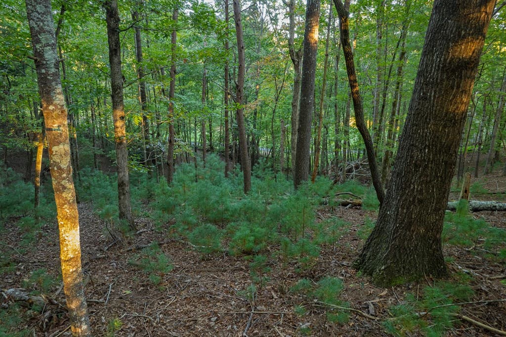 228 Toccoa Court, Ellijay GA 30540 - Photo