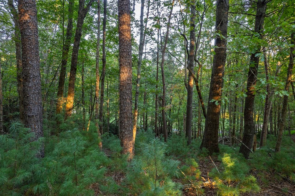 228 Toccoa Court, Ellijay GA 30540 - Photo