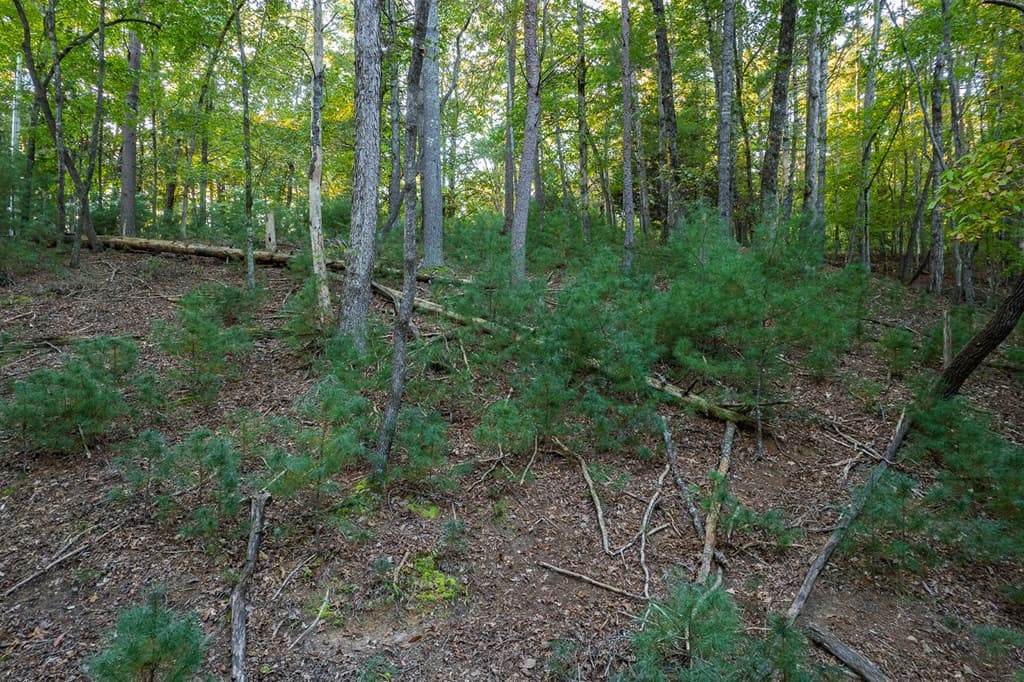 228 Toccoa Court, Ellijay GA 30540 - Photo