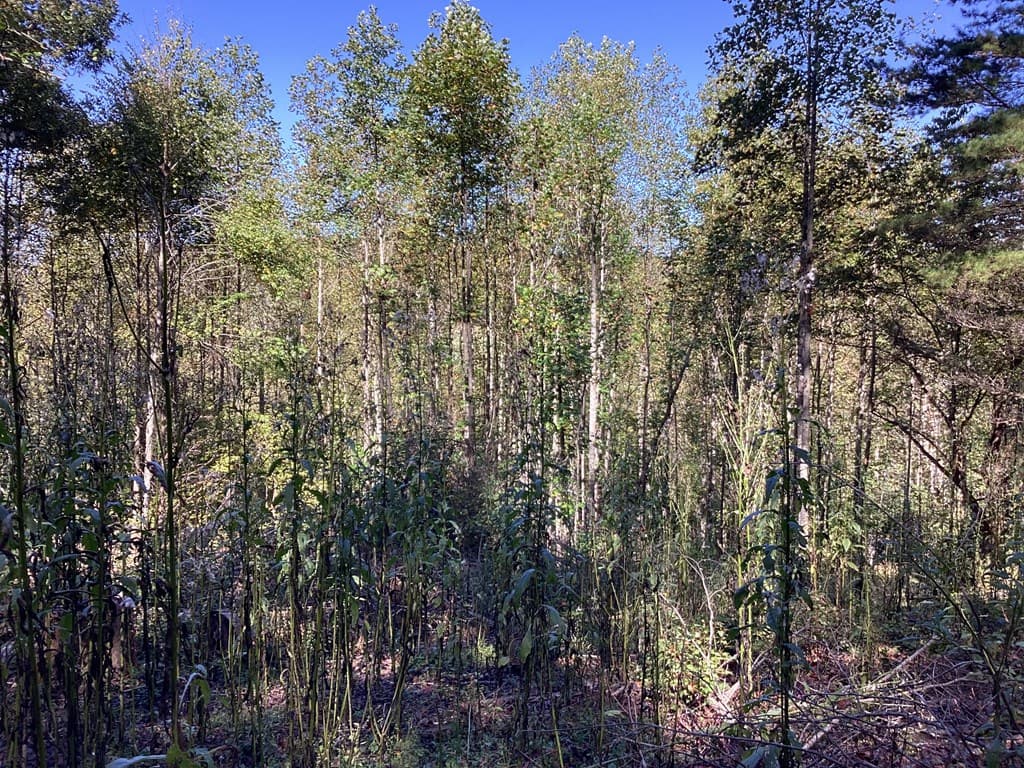 Lot 2 Buckhead Hills, Hiawassee GA 30546 - Photo