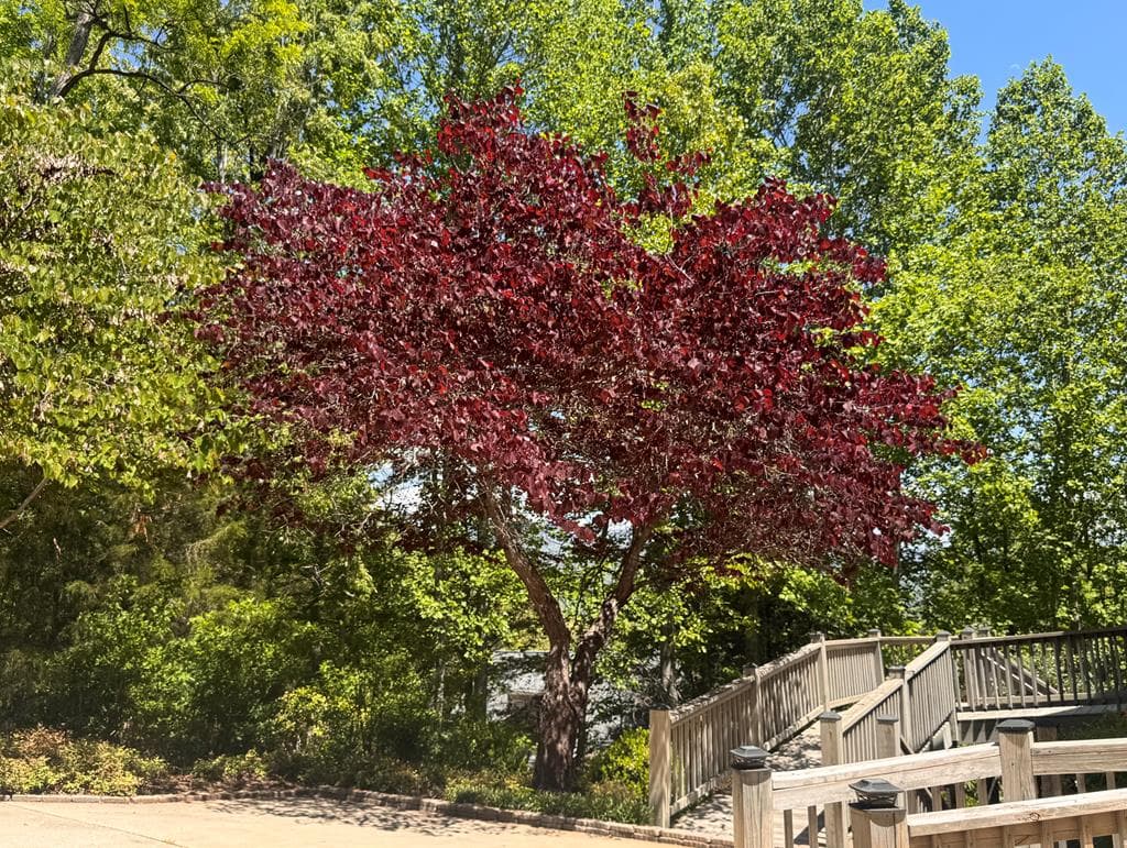 197 Eagles View Road, Hayesville NC 28904 - Photo