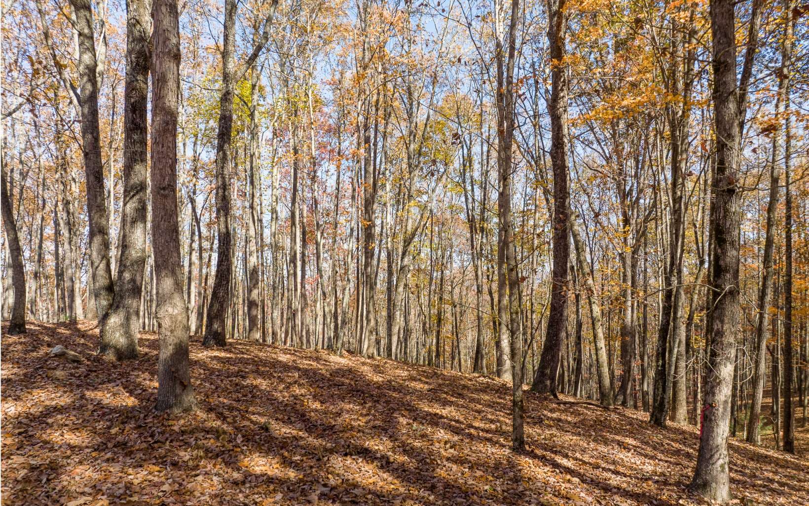 Lot 17R Tanager Trail, Ellijay GA 30536 - Photo
