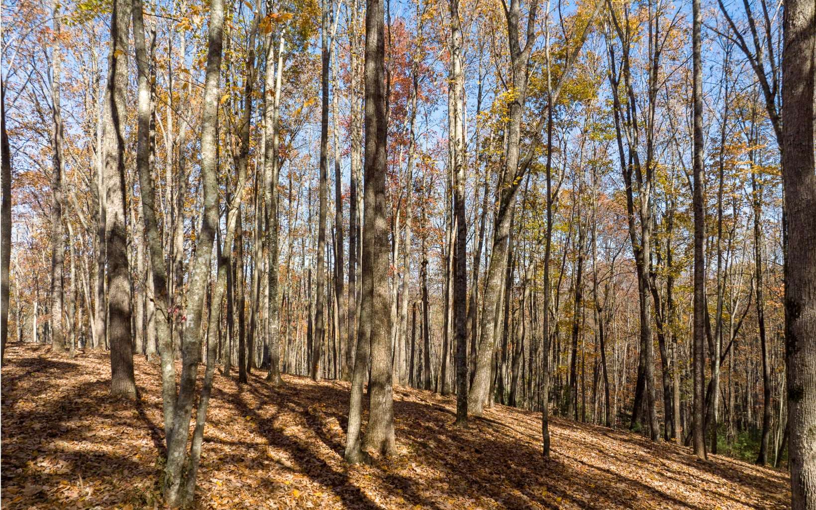 Lot 17R Tanager Trail, Ellijay GA 30536 - Photo