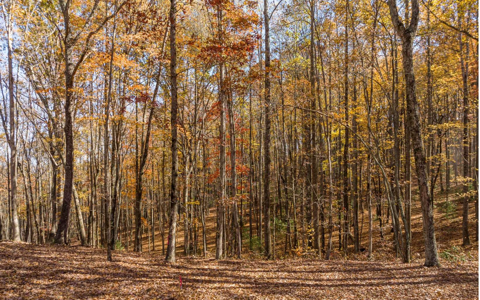 Lot 17R Tanager Trail, Ellijay GA 30536 - Primary photo
