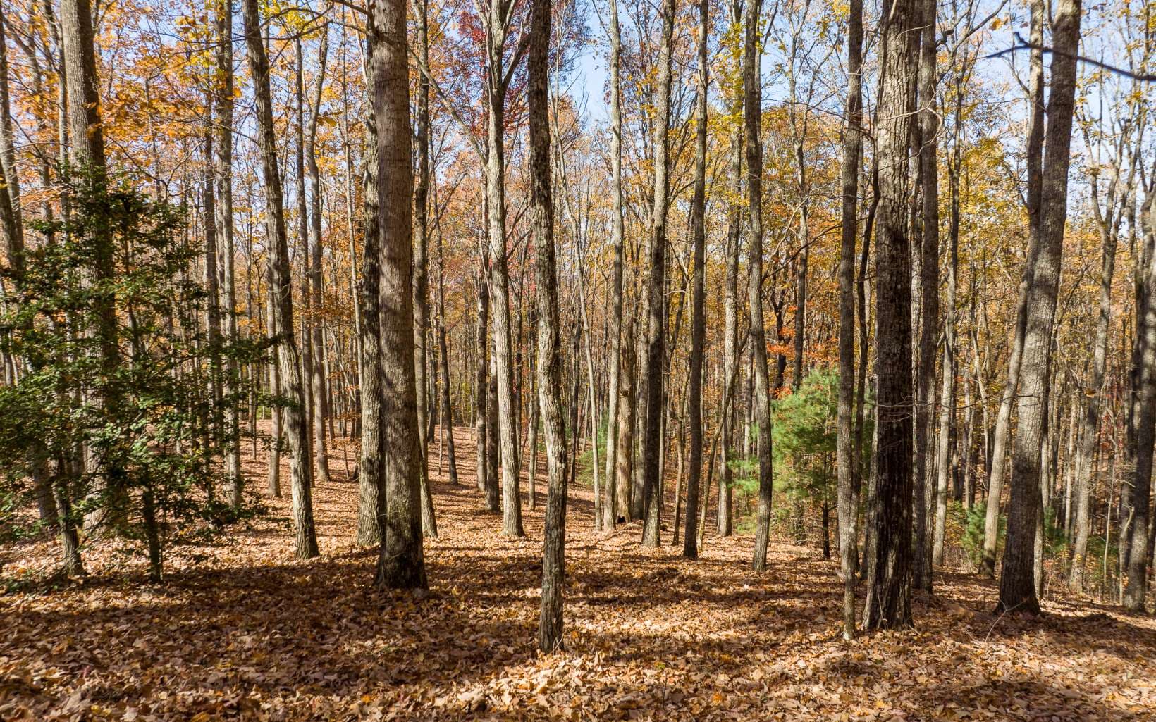 Lot 17R Tanager Trail, Ellijay GA 30536 - Photo