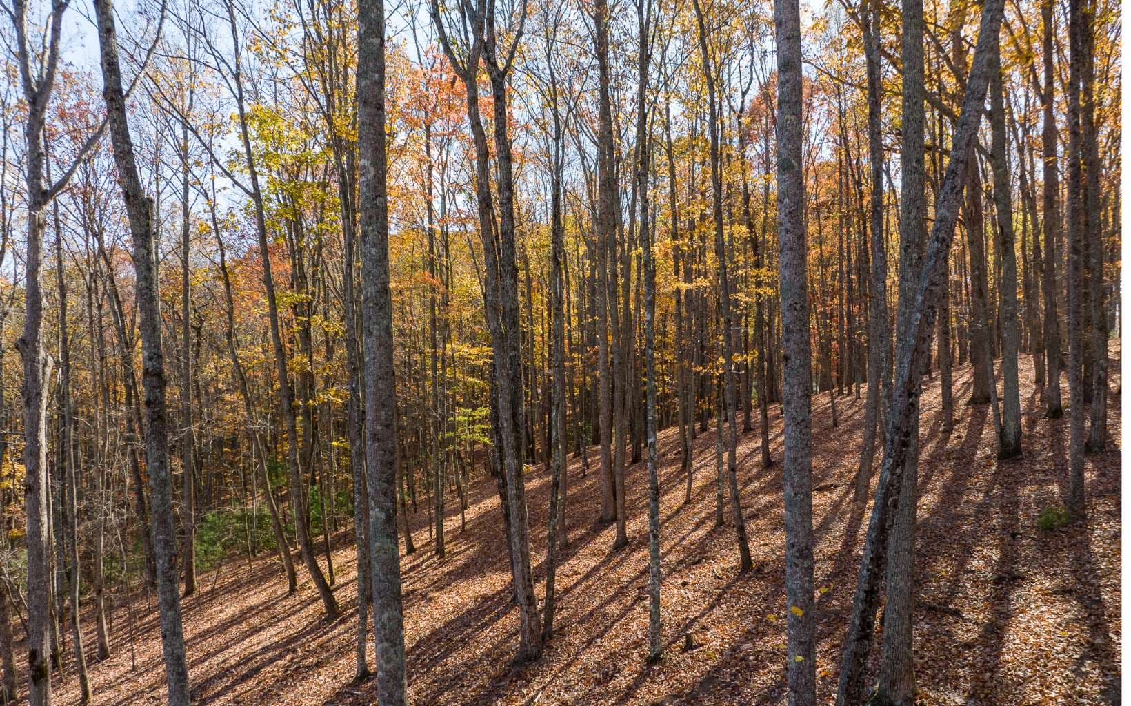 Lot 17R Tanager Trail, Ellijay GA 30536 - Photo
