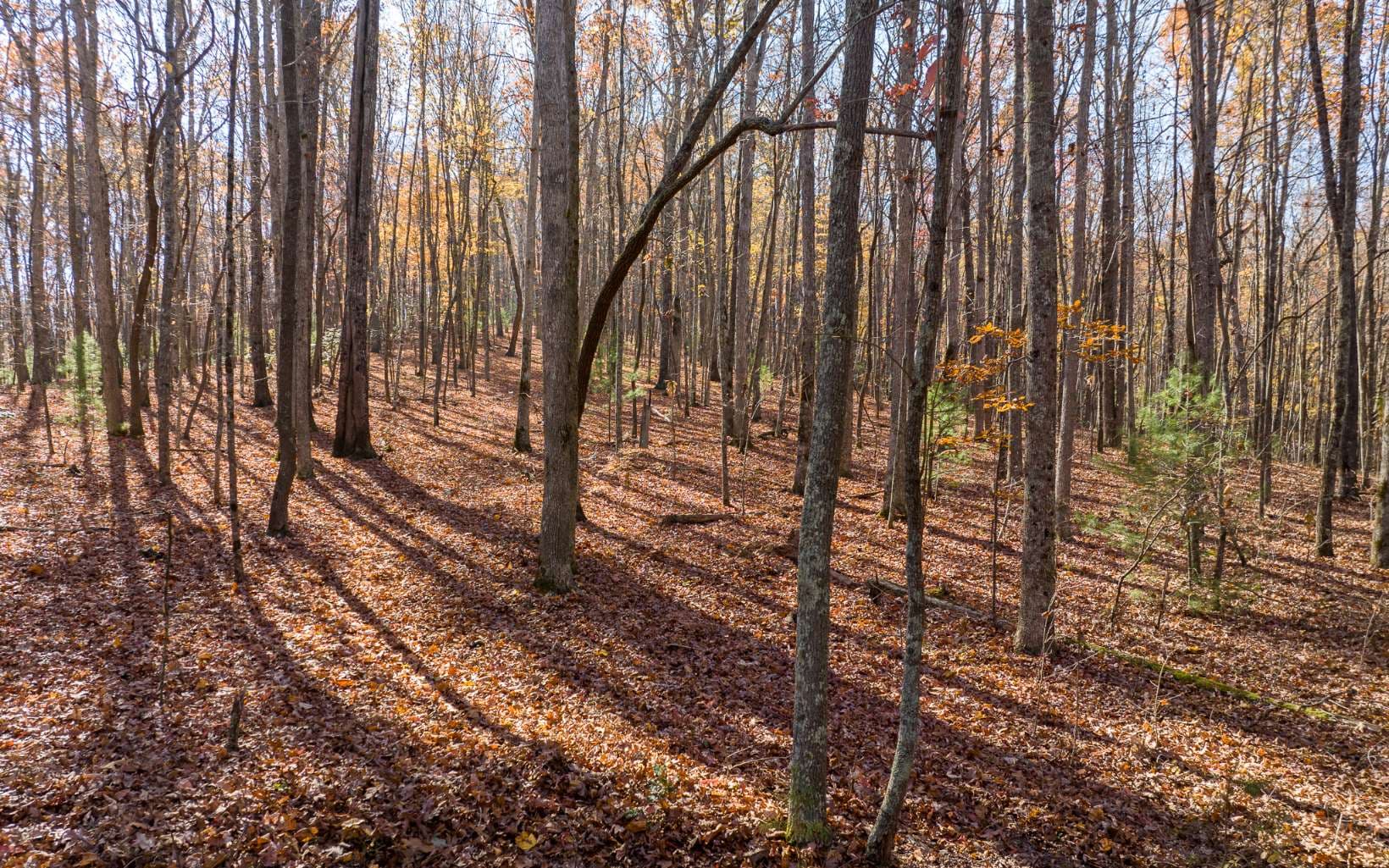 LOT 7 Joseph Anderson Trail, Ellijay GA 30536 - Photo