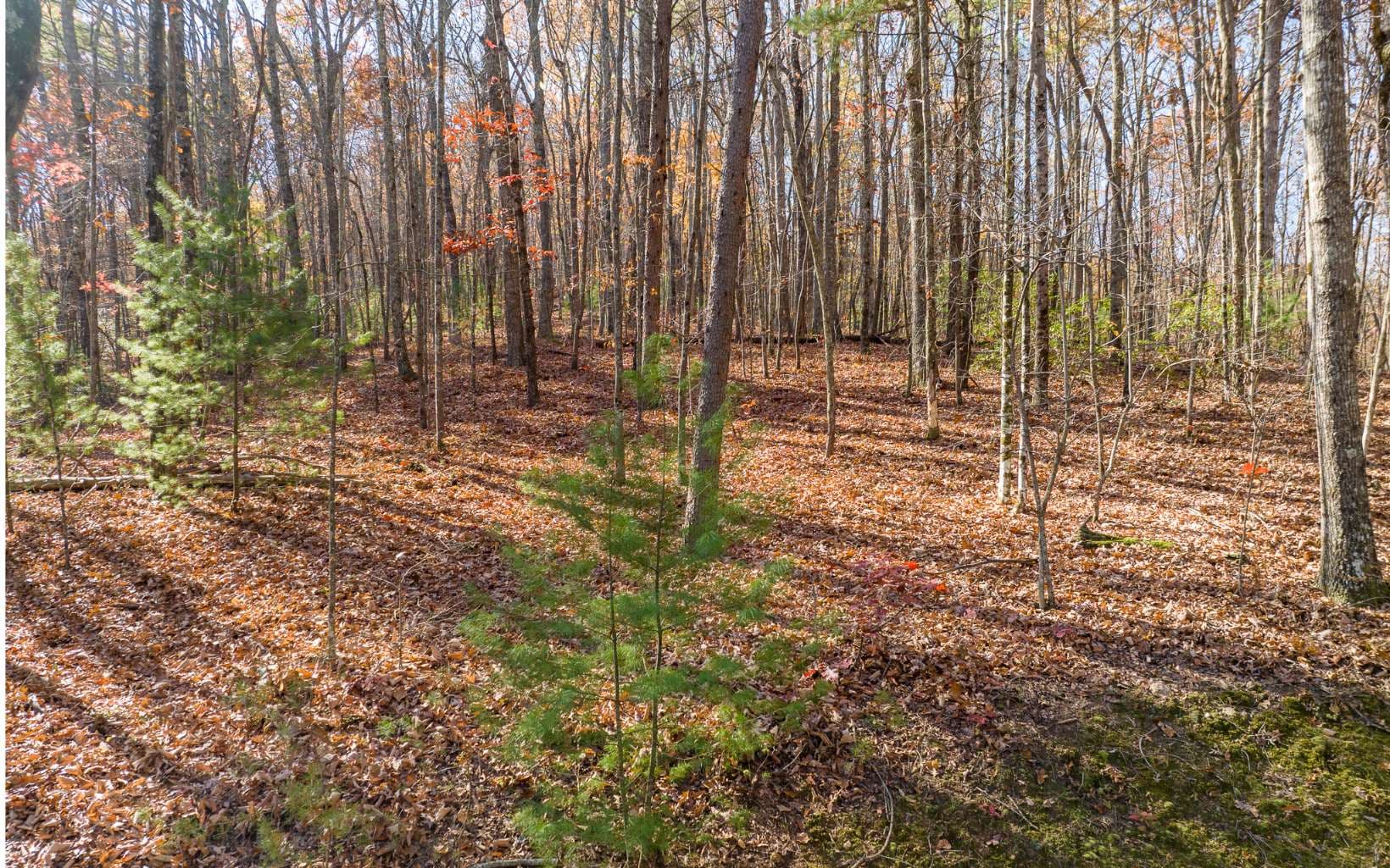 LOT 7 Joseph Anderson Trail, Ellijay GA 30536 - Photo