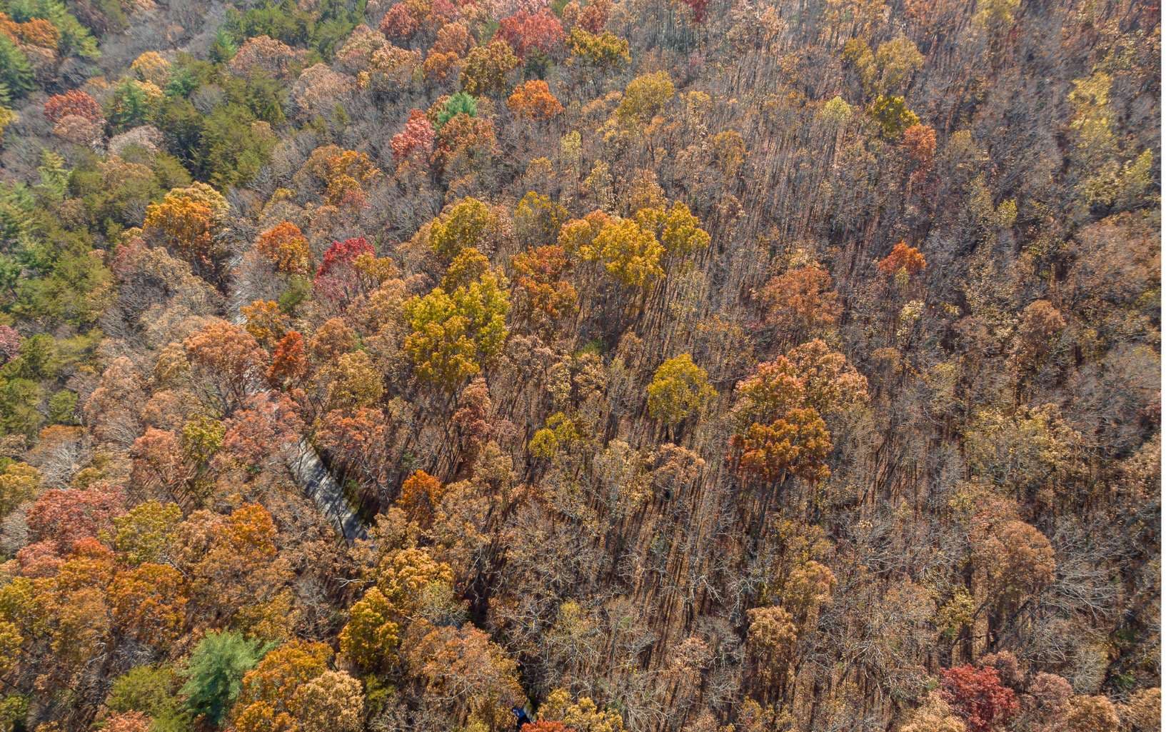 LOT 7 Joseph Anderson Trail, Ellijay GA 30536 - Photo