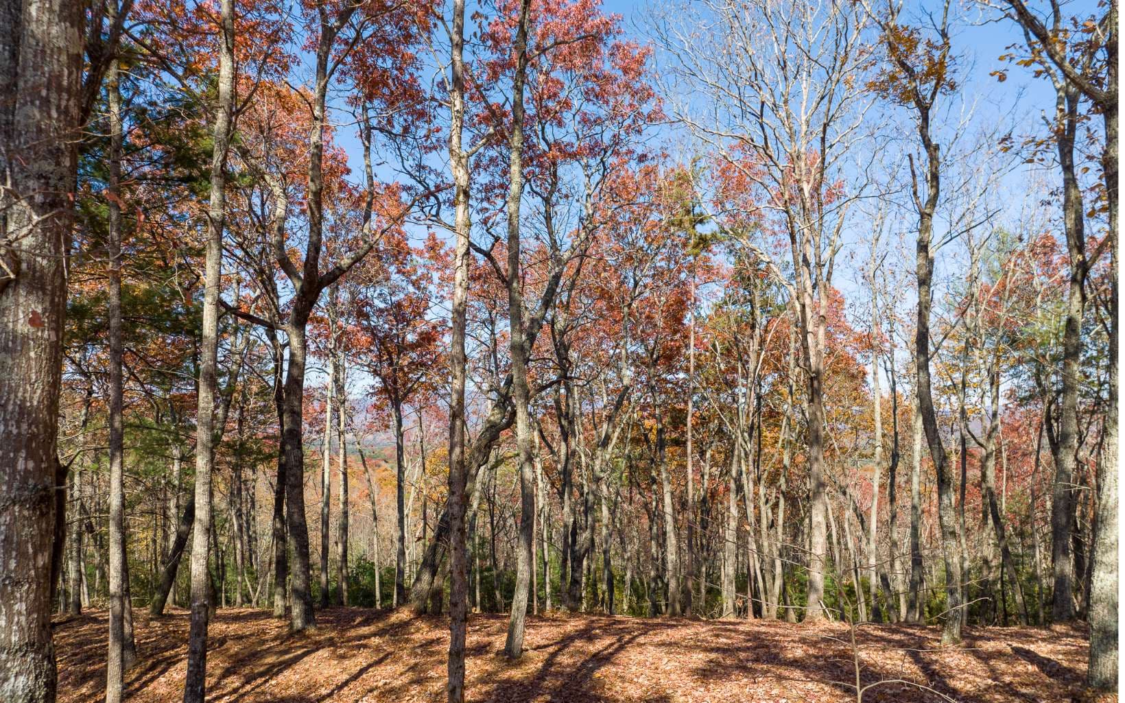 LOT 39 Preserve Trail, Ellijay GA 30536 - Photo