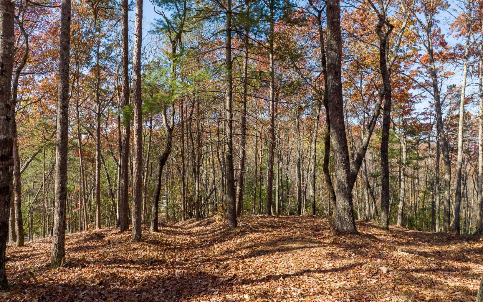 LOT 39 Preserve Trail, Ellijay GA 30536 - Photo