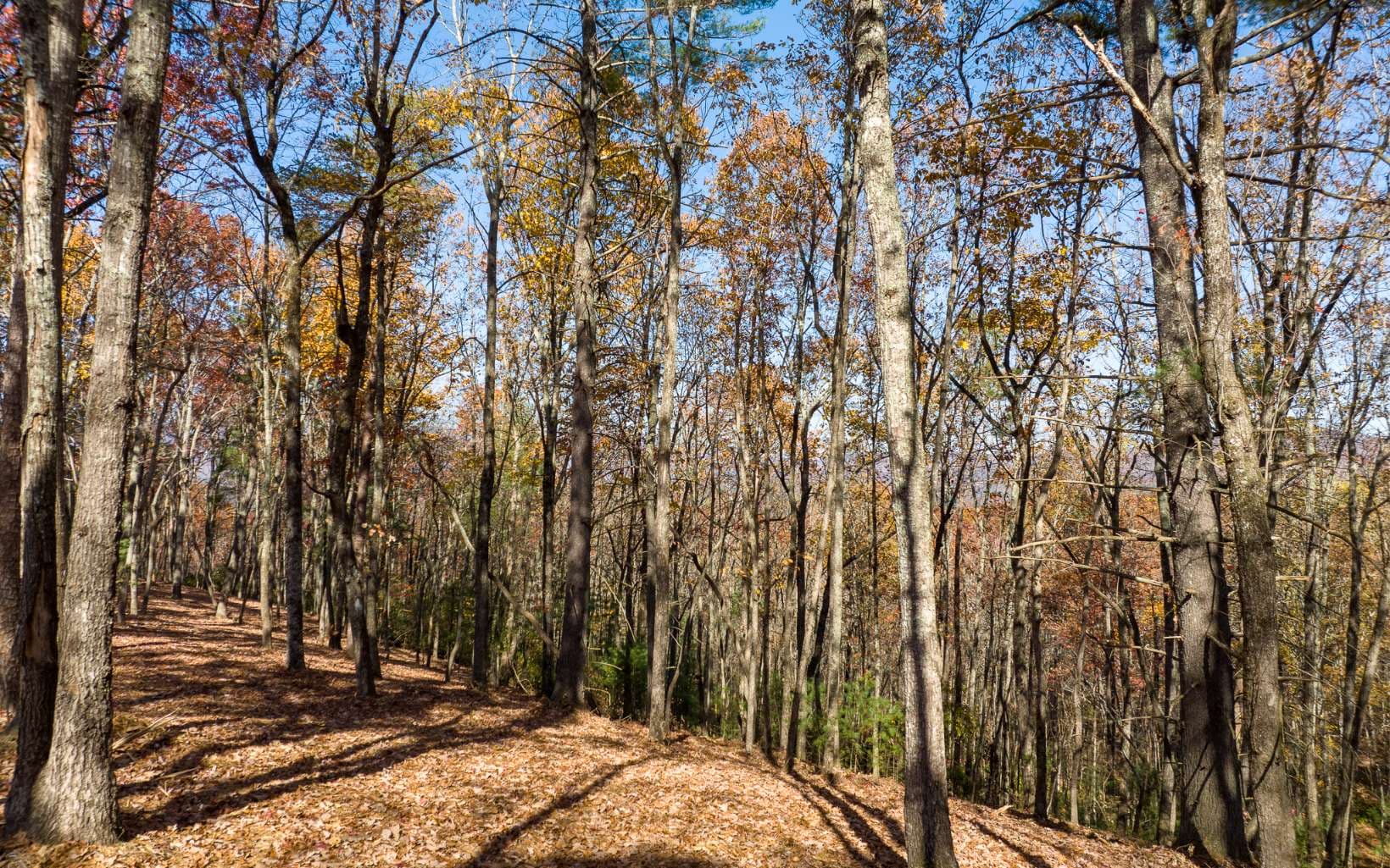 LOT 39 Preserve Trail, Ellijay GA 30536 - Photo