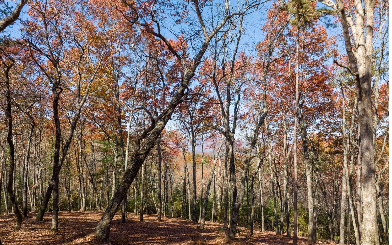 LOT 39 Preserve Trail, Ellijay GA 30536 - Photo