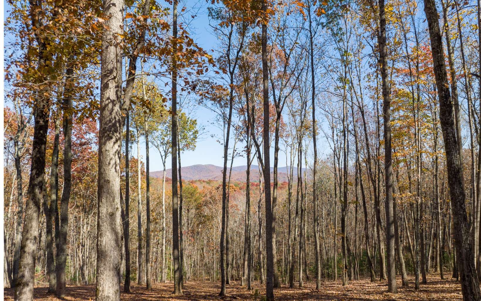 19R Settlement Trail, Ellijay GA 30536 - Primary photo