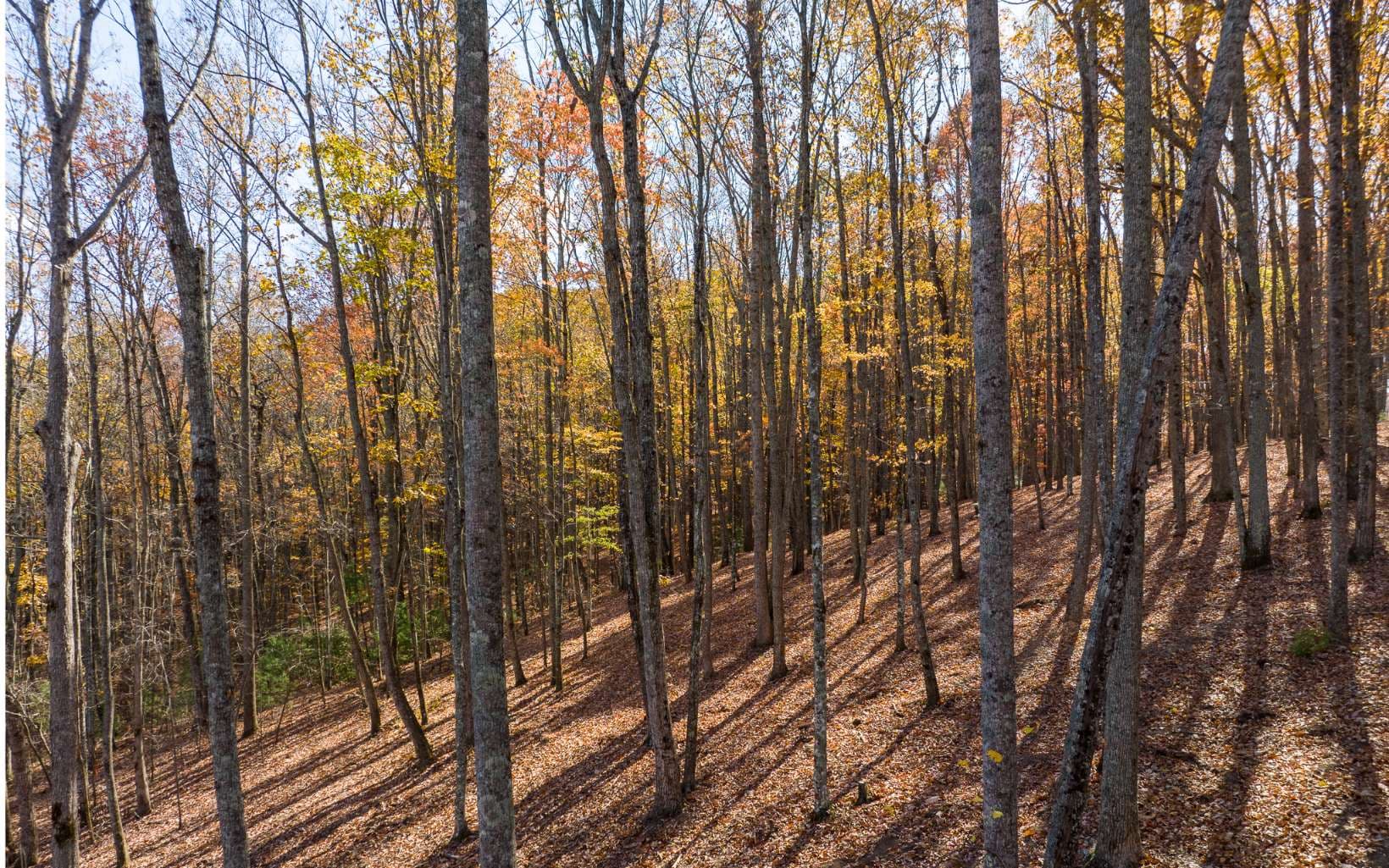 19R Settlement Trail, Ellijay GA 30536 - Photo