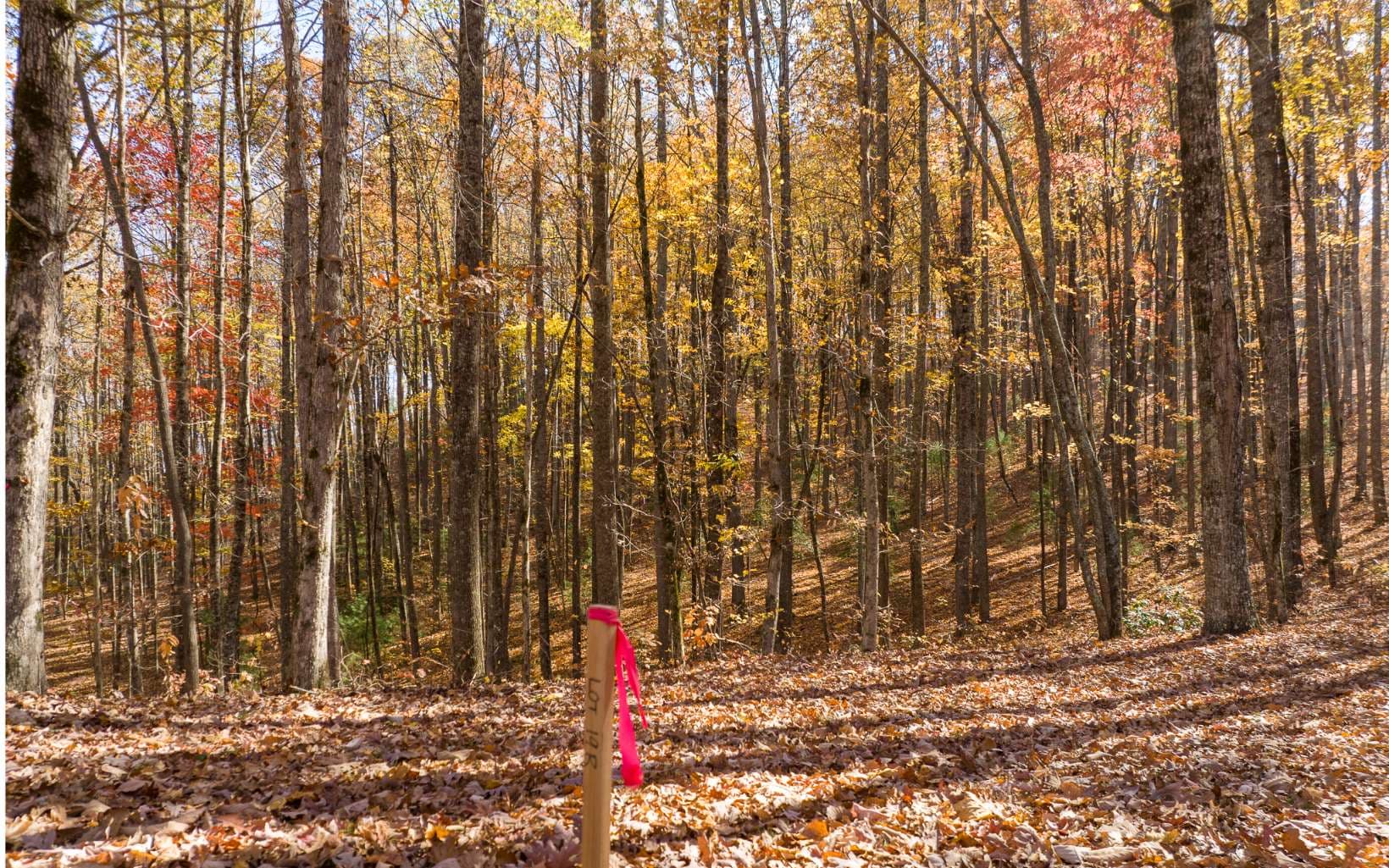 19R Settlement Trail, Ellijay GA 30536 - Photo