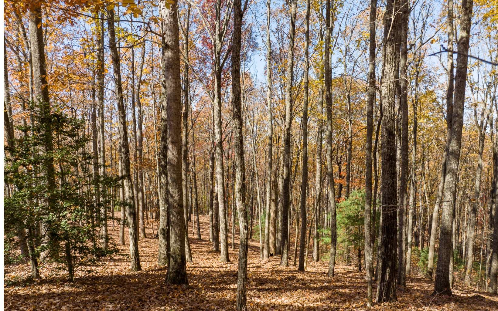 19R Settlement Trail, Ellijay GA 30536 - Photo