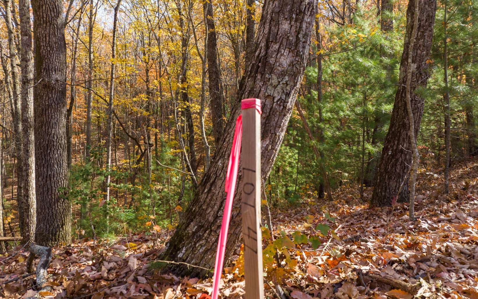 Lot 41 Preserve Trail, Ellijay GA 30536 - Photo