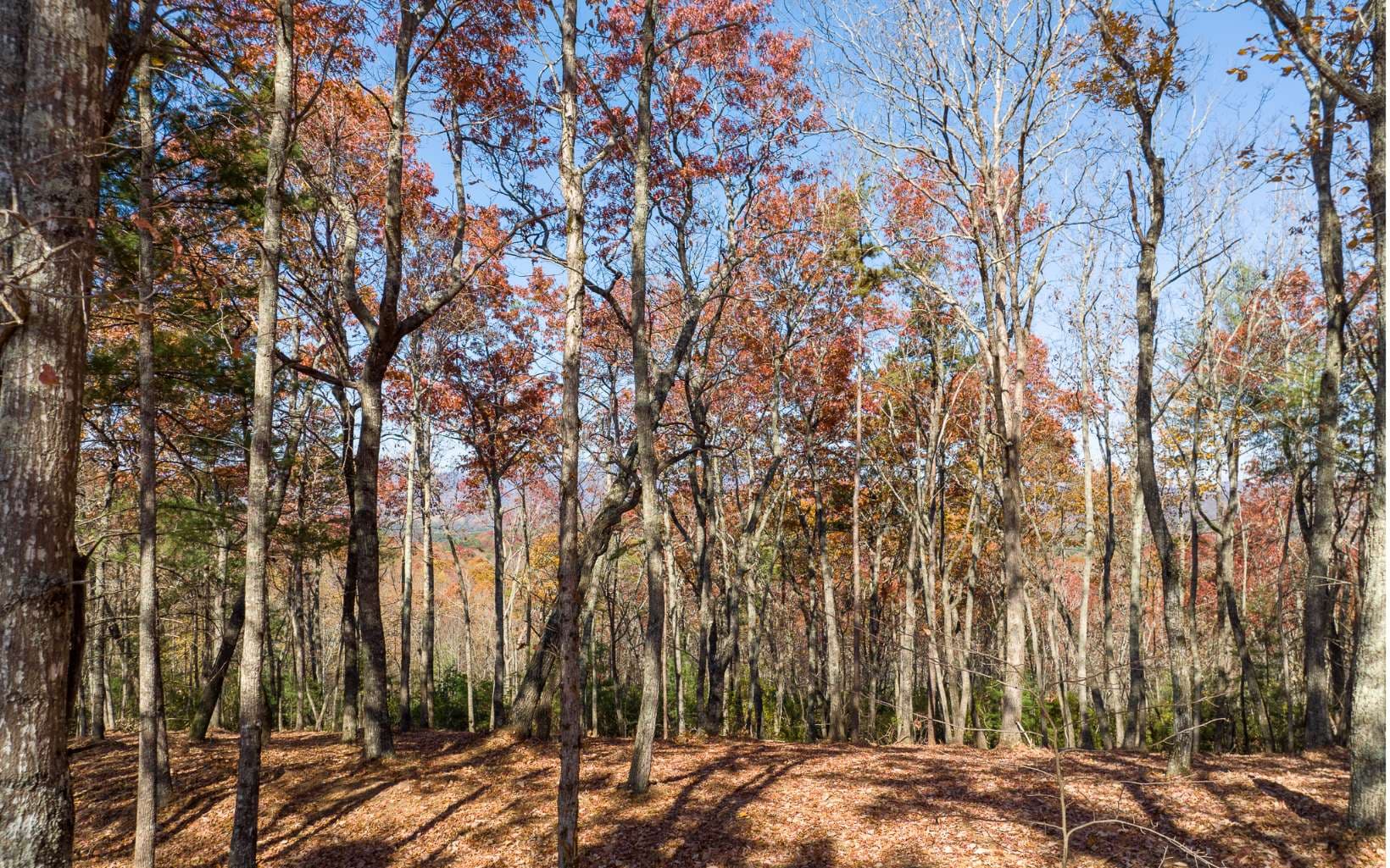 Lot 41 Preserve Trail, Ellijay GA 30536 - Photo