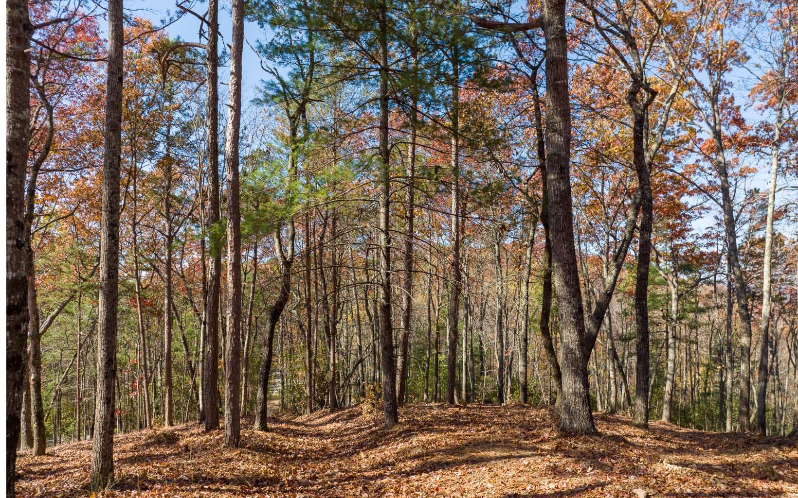 Lot 41 Preserve Trail, Ellijay GA 30536 - Photo