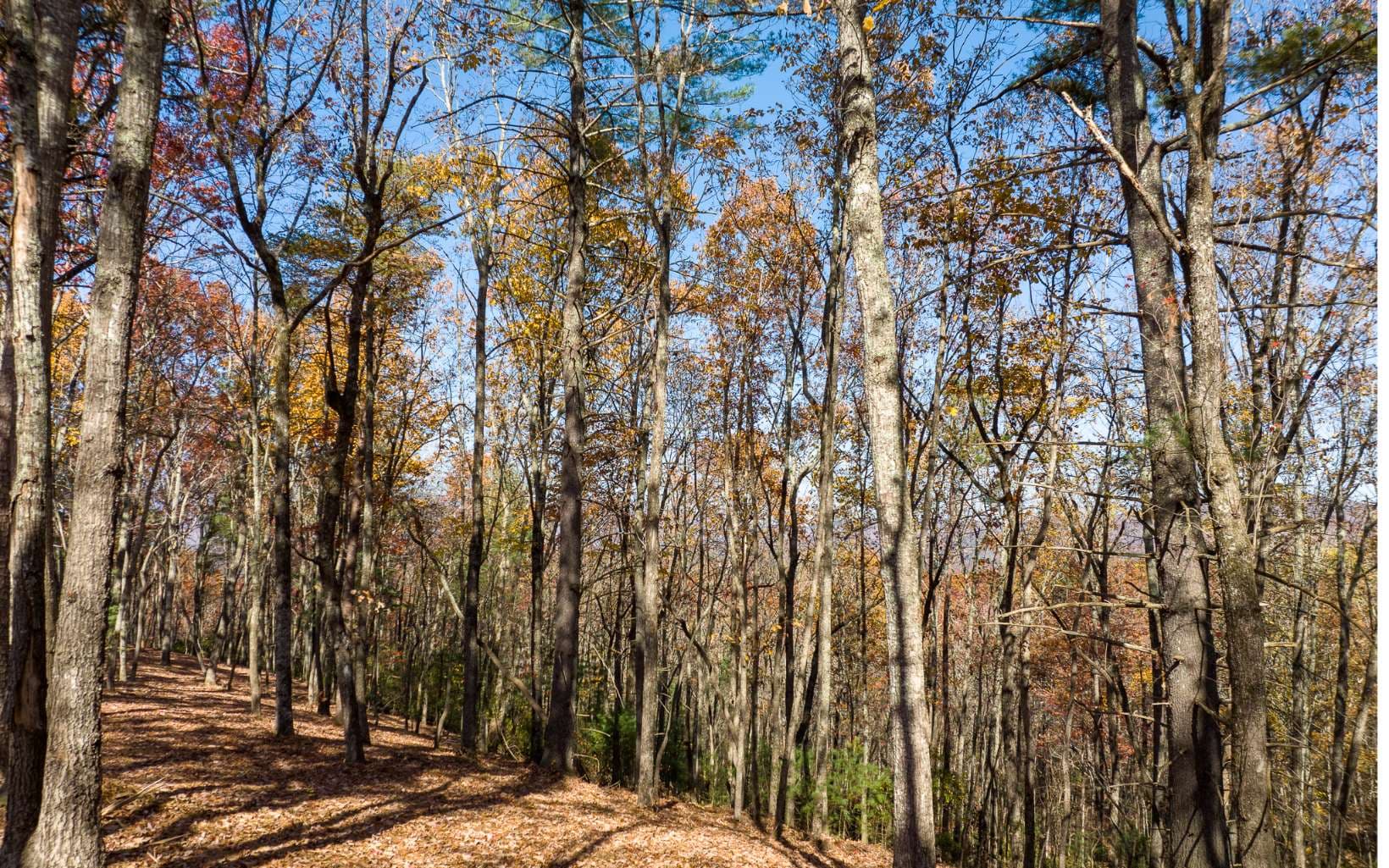 Lot 41 Preserve Trail, Ellijay GA 30536 - Photo