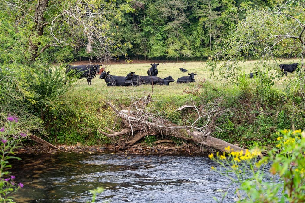 60 East Conasauga Creek, Ellijay GA 30540 - Photo