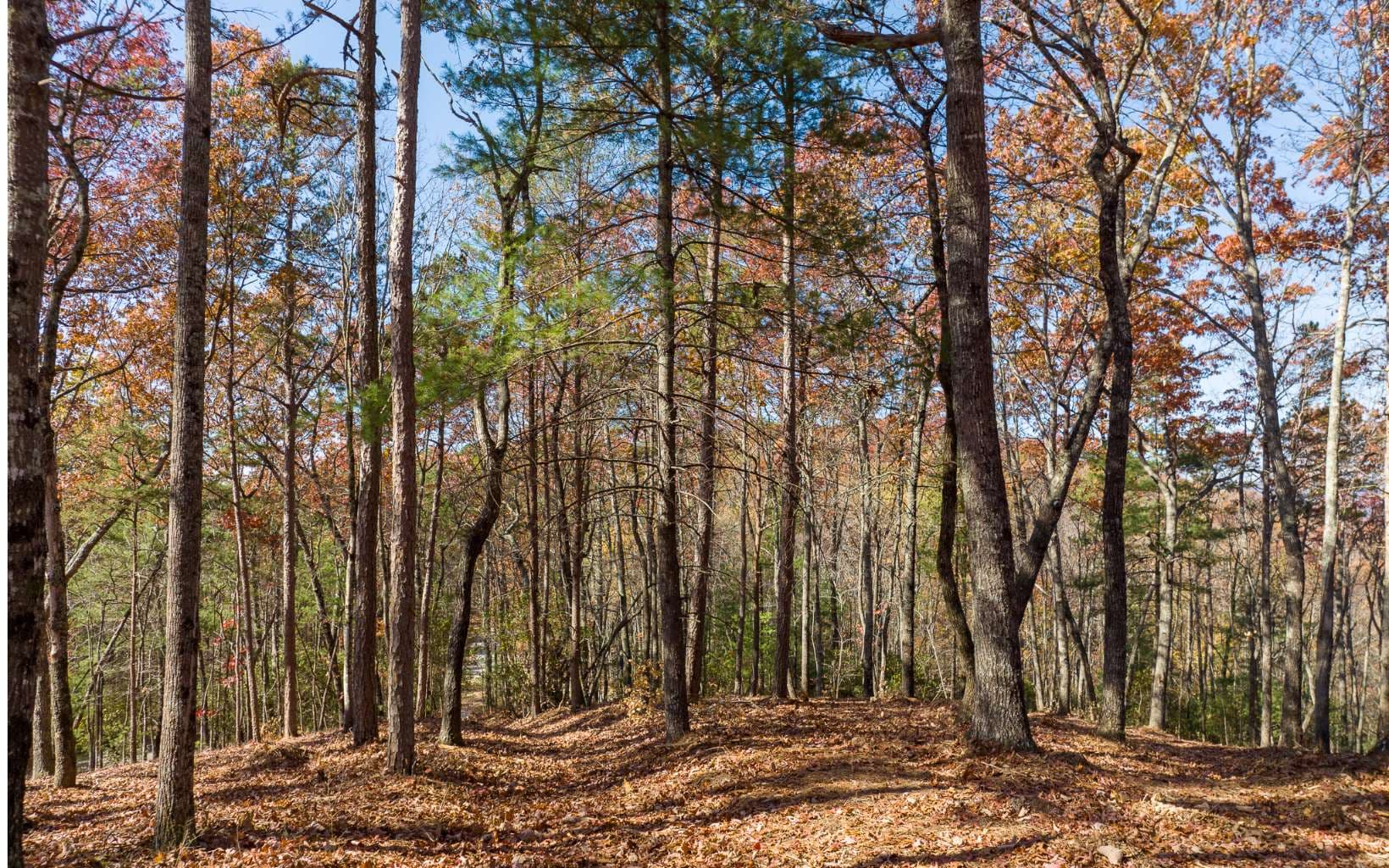LOT 40 Preserve Trail, Ellijay GA 30536 - Photo