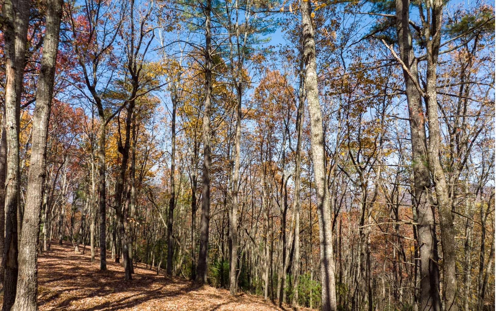 LOT 40 Preserve Trail, Ellijay GA 30536 - Photo