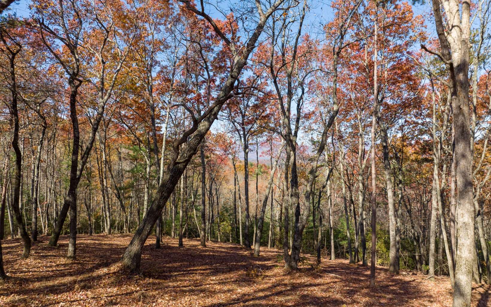 LOT 40 Preserve Trail, Ellijay GA 30536 - Photo