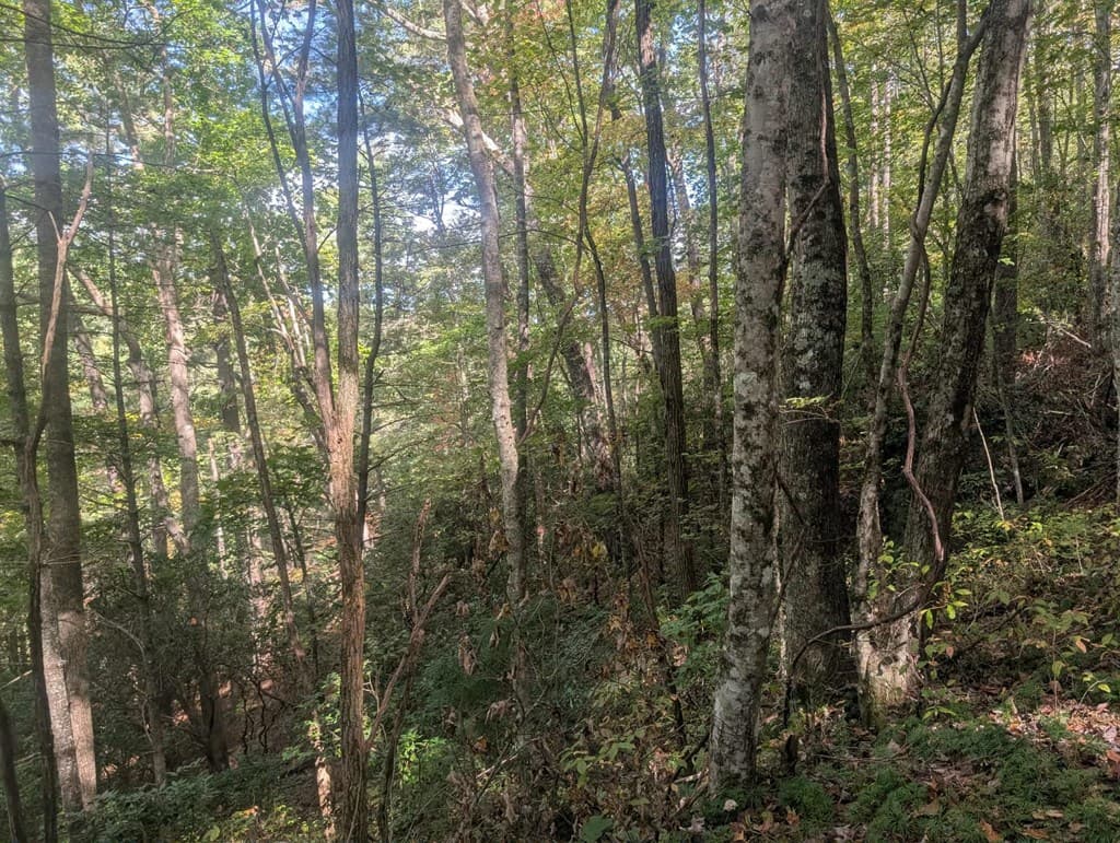 5.47 Ac Sierra Run, Blairsville GA 30512 - Photo