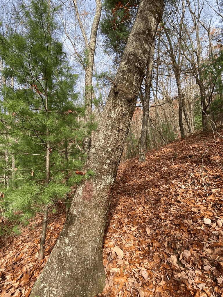 L334 335 Brushy Top Drive, Ellijay GA 30540 - Photo