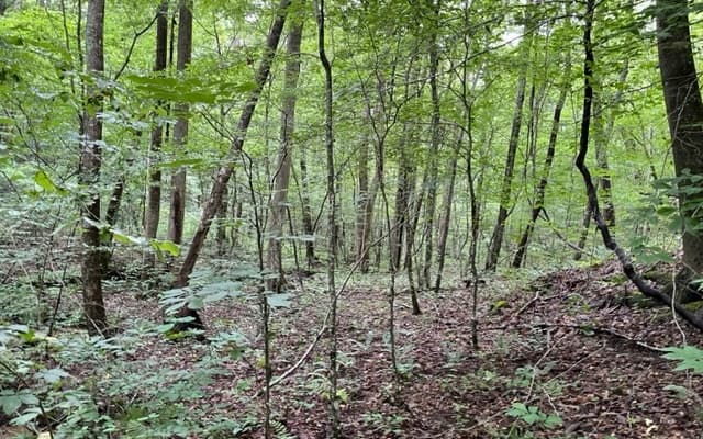 0 Trackrock Gap Road, Blairsville GA 30512 - Photo