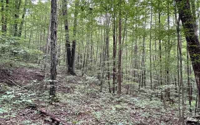 0 Trackrock Gap Road, Blairsville GA 30512 - Photo