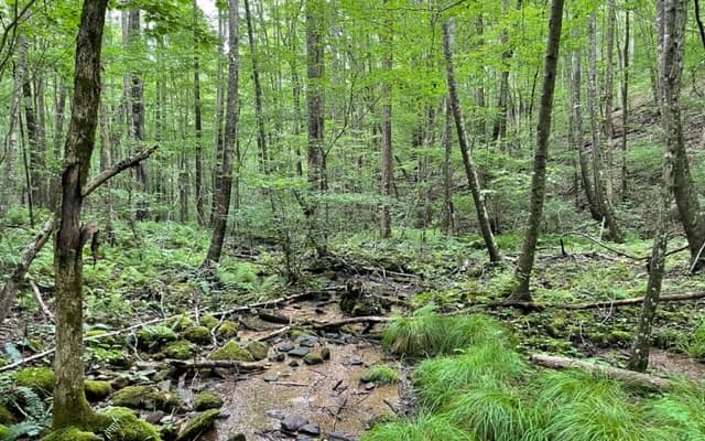 0 Trackrock Gap Road, Blairsville GA 30512 - Photo