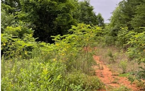 0 Trackrock Gap Road, Blairsville GA 30512 - Photo