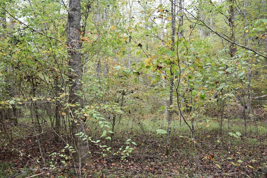 361 River Cove, Hayesville NC 28904 - Photo