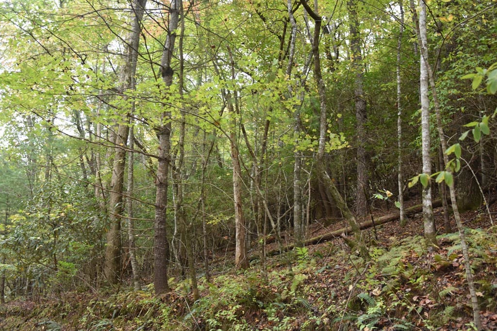 361 River Cove, Hayesville NC 28904 - Photo