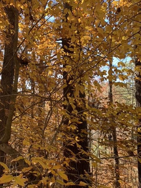 Lot 95 Cedar Road, Ellijay GA 30540 - Photo