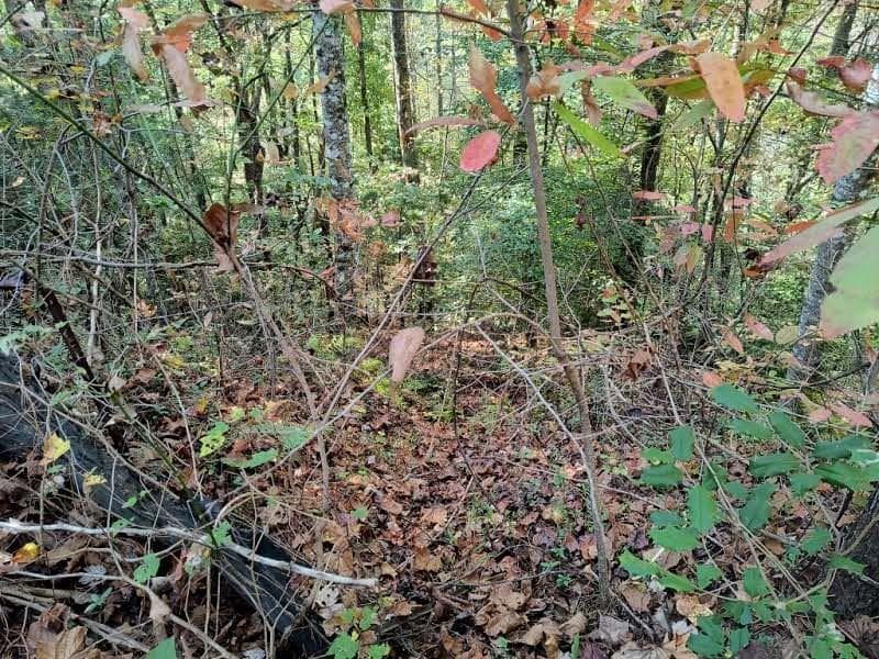 Lot 95 Cedar Road, Ellijay GA 30540 - Photo