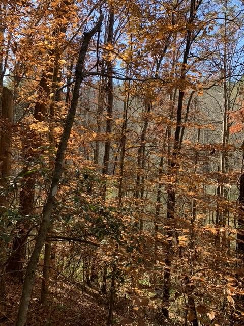 Lot 95 Cedar Road, Ellijay GA 30540 - Photo