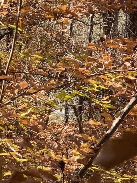 Lot 95 Cedar Road, Ellijay GA 30540 - Photo