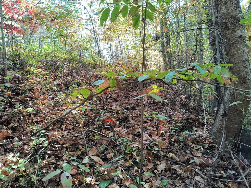 Lot 95 Cedar Road, Ellijay GA 30540 - Photo